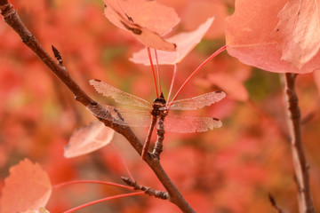 autumn leaves on tree
