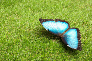 Beautiful Blue Morpho butterfly on green grass outdoors