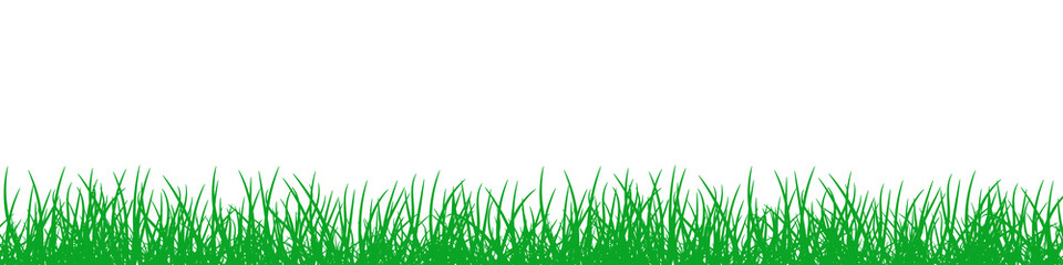 Fototapeta na wymiar Green Grass on white background.