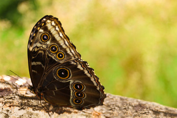 Fototapeta premium Piękny niebieski motyl Morpho na drewnianej kłodzie na zewnątrz