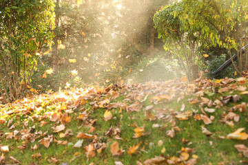 Removing autumn leaves with blower from lawn in park