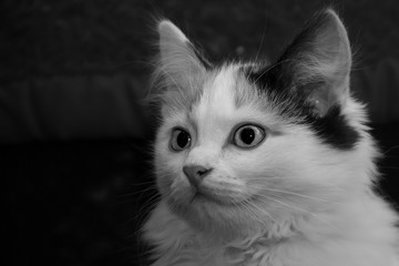 Black and white portrait of a beautiful young fluffy long-haired tri-colored cat with big eyes on a blurred background