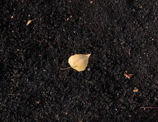 Birch leaf on the burnt ground.