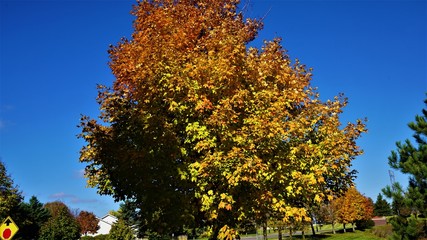 tree in autumn