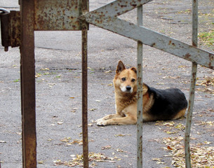 Dog lying on the pavement behind the fence.