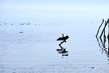 Silhouette of Cormorants Sunbathing on a Log in a Lake Prespa in Macedonia