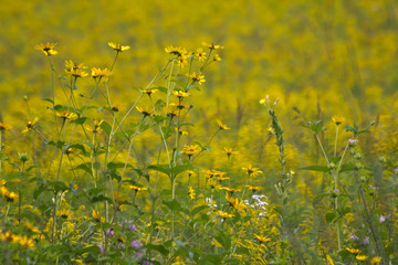 Obraz premium Summer Flowers in the Adirondacks