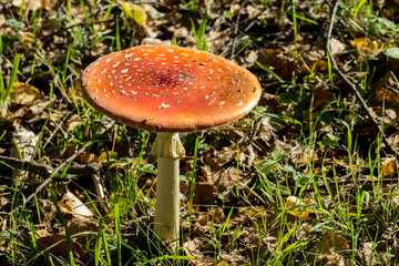 Fliegenpilz im Wald mit Herbstlaub auf dem Boden