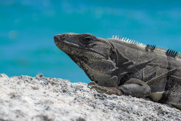 iguana
