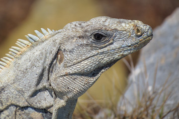 iguana
