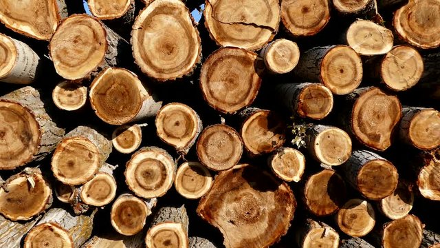 cut poplar trees, cut poplar trees for timber, lumber trade, poplar timber for construction,