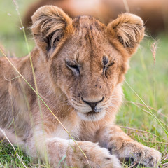 Sleeping young lion in the grass