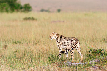 Naklejka premium Curious Cheetah in the savanna