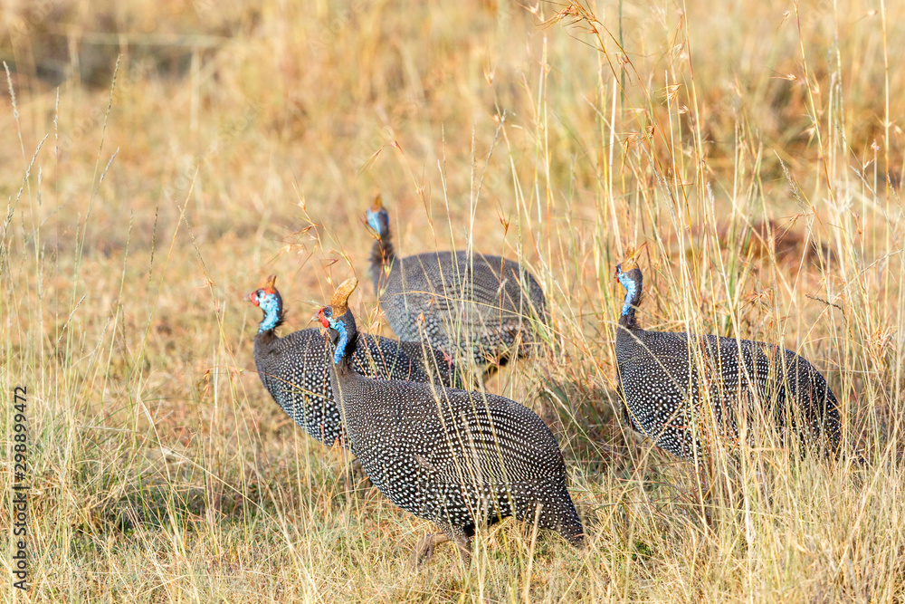 Sticker Flock of Helmeted guineafowl at the savannah in Africa