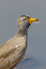 Close up at a Wattled lapwing