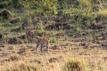Leopard walking in the high grass of the savannah