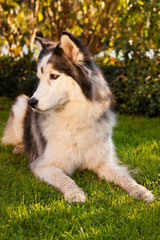 Husky als Haustier, Hund