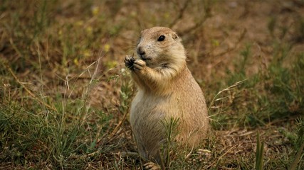 Prairie Dog