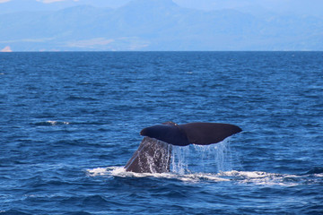 ホエールウォッチング