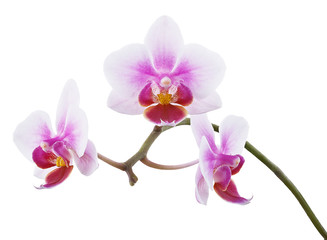 Plakat orchid on white background