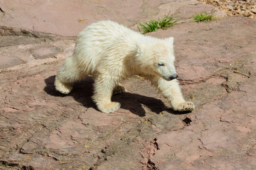 Junger Eisbär (Ursus maritimus) im Zoo
