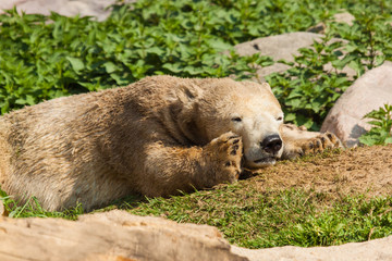 Eisb&auml;r (Ursus maritimus) im Zoo