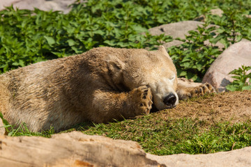 Junger Eisbär (Ursus maritimus) im Zoo