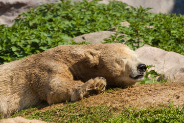 Eisbär (Ursus maritimus) im Zoo