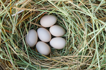 fresh chicken eggs with nest in farm. a pile of white eggs in a nest. Eggs organic of farmer.