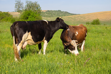 Fototapeta na wymiar the cow licks the other cow,black cow licks tongue brown cow in pasture