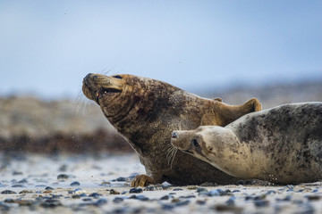Fototapeta premium Kegelrobben (Halichoerus grypus) auf Helgoland