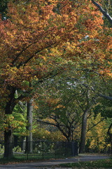 Naklejka premium colorful fall trees in New York #1