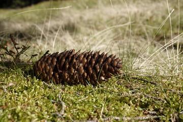 beautiful spruce cone lying on the forest floor on moss