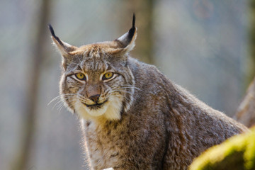 Eurasische Luchs oder Nordluchs (Lynx lynx)