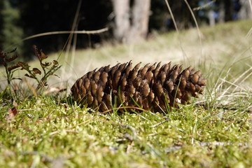 beautiful spruce cone lying on the forest floor on moss