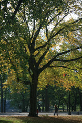 Fall trees in sunshine in Central Park #2