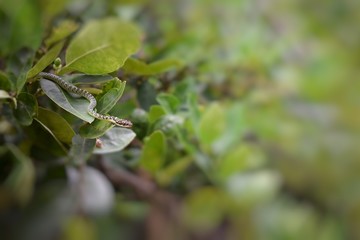 Green snake hanging on the tree, blurred green leaves background.