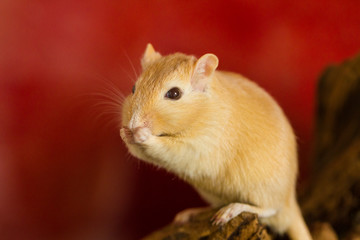 Mongolische Wüstenrennmaus (Meriones) als Haustier