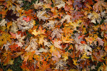 Close up of leaves on the ground during autumn