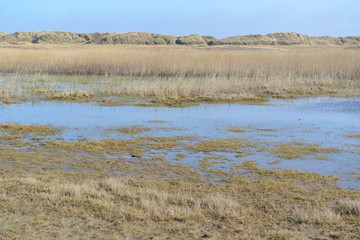 Strandwiese_001