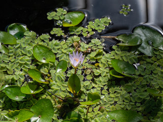Tropical Water Lily Nymphaea Daubenyana