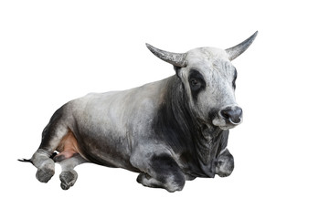 Big gray bull isolated on white background