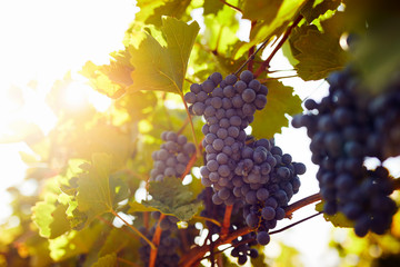 Blue grapes hanging on the vineyard with sunlight