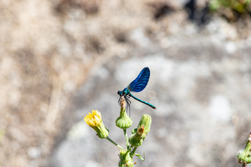 Blue dragonfly resting on top of a yellow flower