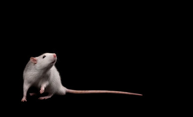Gray rat isolated on black background. Rodent pets. Domesticated rat close up. The rat is looking...
