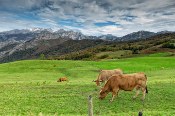 Fototapeta na wymiar Cows graze in the Picos de Europa National Park.