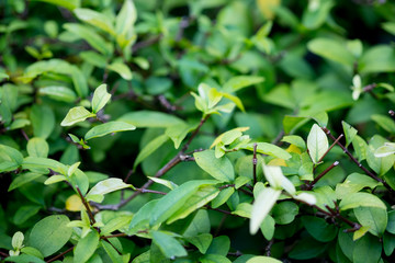 Closeup nature view of green leaf