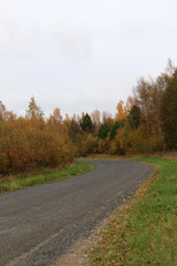 empty road in autumn forest