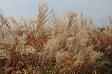 Fototapeta premium field of silvergrass