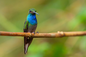 White-tailed Hillstar - Urochroa bougueri, beautiful colored hummingbird from Andean slopes of South America, Hollin waterfall, Ecuador.